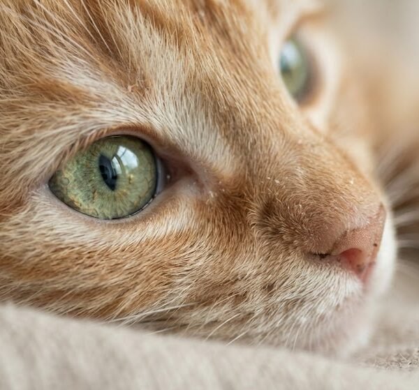 Playful Tabby Kitten Macro Iris Detail