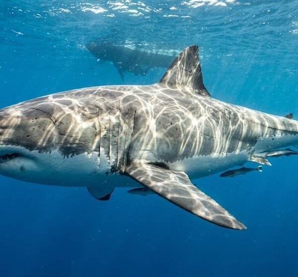 Great White Shark in Deep Ocean